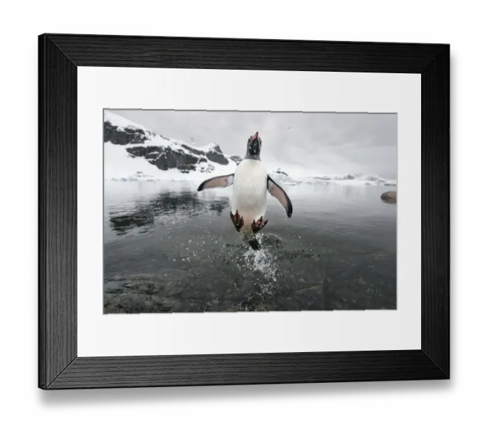 Framed Print : Gentoo Penguin (Pygoscelis papua) jumping out of the sea, Cuverville Island, Antarctic Peninsula Framed Print : Gentoo Penguin (Pygoscelis papua) jumping out of the sea, Cuverville Island, Antarctic Peninsula