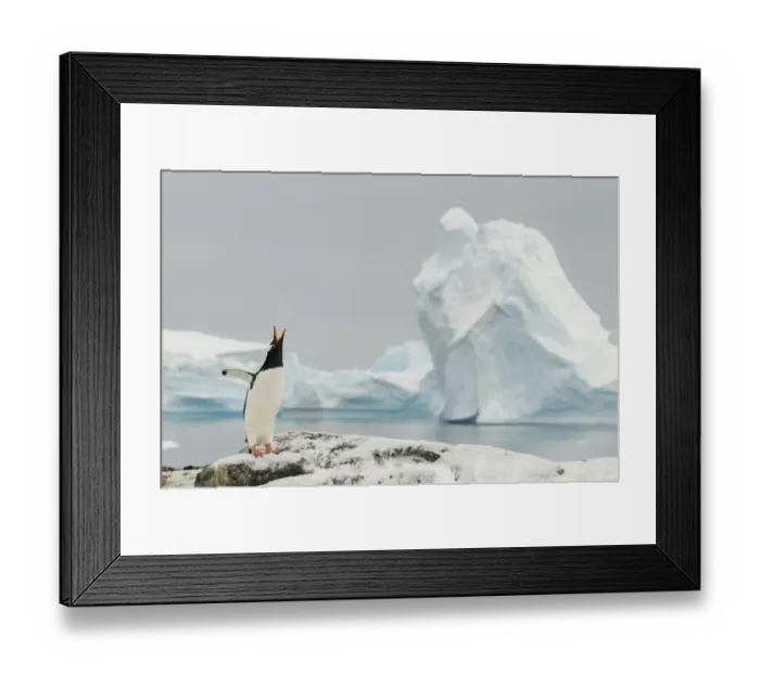 Framed Print : Gentoo penguins (Pygoscelis papua) calling, Cuverville Island. Antarctic Peninsula Framed Print : Gentoo penguins (Pygoscelis papua) calling, Cuverville Island. Antarctic Peninsula