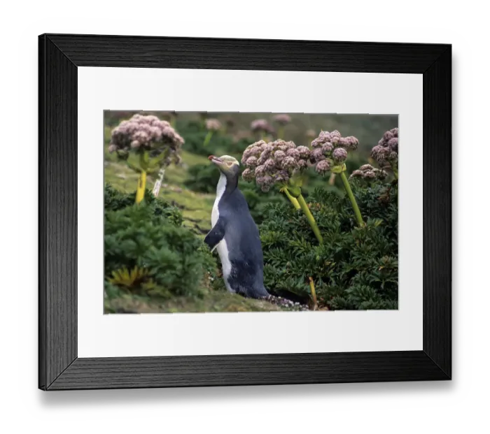 Framed Print : Yellow-eyed Penguins (Megadyptes antipodes) walking amongst Anisotome megaherbs. Enderby Island Framed Print : Yellow-eyed Penguins (Megadyptes antipodes) walking amongst Anisotome megaherbs. Enderby Island