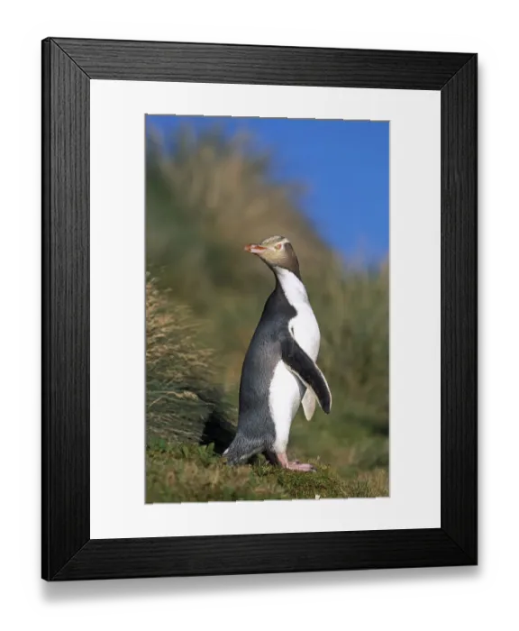 Framed Print : Yellow-eyed Penguin (Megadyptes antipodes) walking to nest hidden inland in dense vegetation