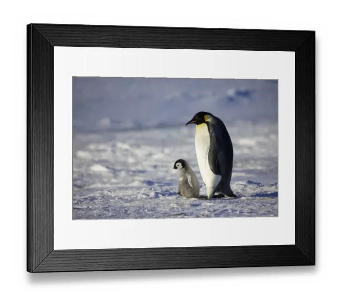 Framed Print : Emperor penguin (Aptenodytes forsteri) chick walking with parent, Antarctica, September Framed Print : Emperor penguin (Aptenodytes forsteri) chick walking with parent, Antarctica, September