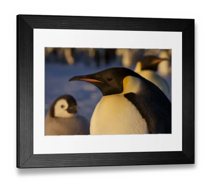 Framed Print : Emperor penguin (Aptenodytes forsteri) portrait with chick, Antarctica, October Framed Print : Emperor penguin (Aptenodytes forsteri) portrait with chick, Antarctica, October