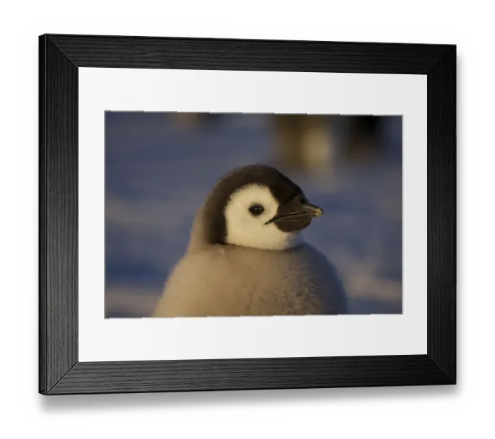 Framed Print : Emperor penguin (Aptenodytes forsteri) chick portrait, Antarctica, October Framed Print : Emperor penguin (Aptenodytes forsteri) chick portrait, Antarctica, October