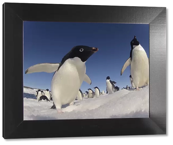 Adelie penguins (Pygoscelis adeliae) wide angle portrait of two with larger group in background