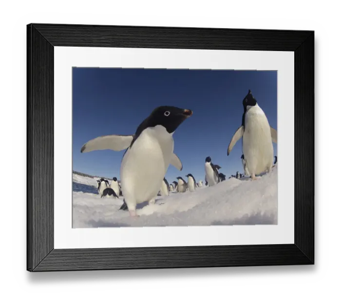 Framed Print : Adelie penguins (Pygoscelis adeliae) wide angle portrait of two with larger group in background Framed Print : Adelie penguins (Pygoscelis adeliae) wide angle portrait of two with larger group in background