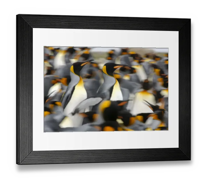 Framed Print : King penguins (Aptenodytes patagonicus) colony, Antarctica Framed Print : King penguins (Aptenodytes patagonicus) colony, Antarctica