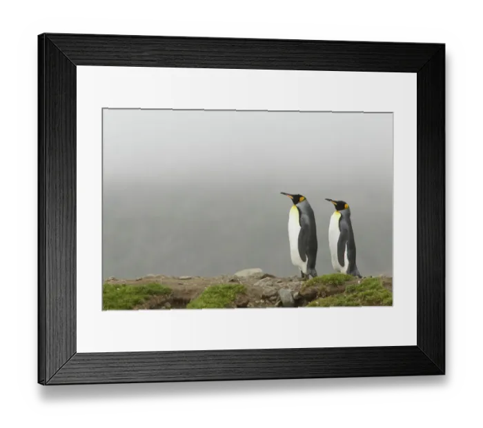 Framed Print : King penguin (Aptenodytes patagonicus) pair, St. Andrews Bay, South Georgia