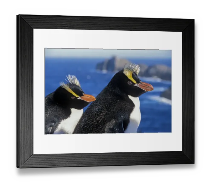 Framed Print : Erect-crested penguins (Eudyptes sclateri) pair on coast, Proclamation Island, Bounty Islands