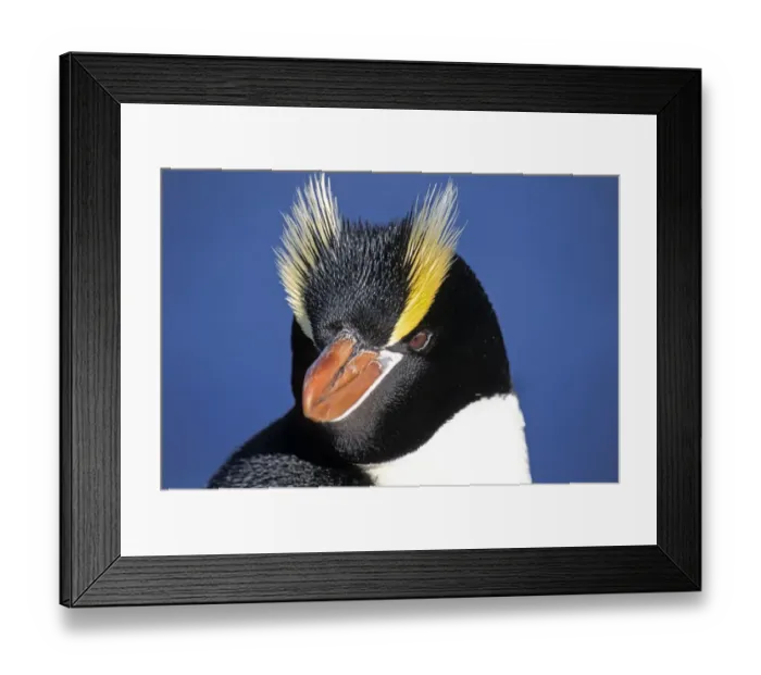 Framed Print : Erect-crested penguins (Eudyptes sclateri) portrait, Proclamation Island, Bounty Islands Framed Print : Erect-crested penguins (Eudyptes sclateri) portrait, Proclamation Island, Bounty Islands