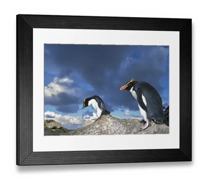 Framed Print : Snares-crested penguin (Eudyptes robustus) walking along rocks, Snares Island, New Framed Print : Snares-crested penguin (Eudyptes robustus) walking along rocks, Snares Island, New