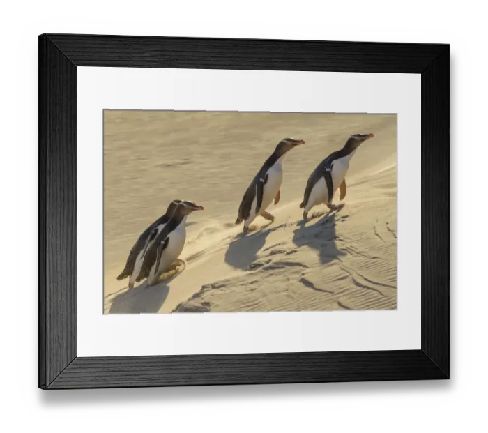 Framed Print : Four Yellow-eyed penguins (Megadyptes antipodes) walking up a sand dune towards their nests Framed Print : Four Yellow-eyed penguins (Megadyptes antipodes) walking up a sand dune towards their nests