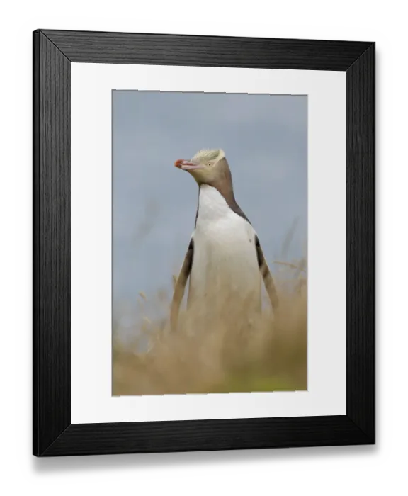 Framed Print : Yellow-eyed penguin (Megadyptes antipodes) standing in grass with the ocean in the background Framed Print : Yellow-eyed penguin (Megadyptes antipodes) standing in grass with the ocean in the background