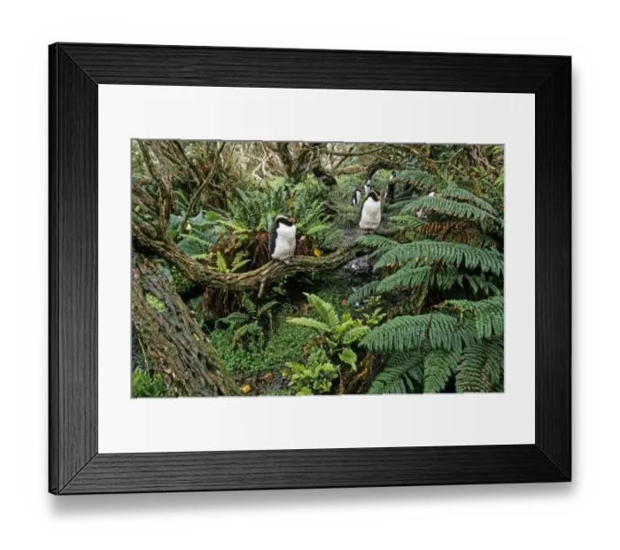 Framed Print : Snares Crested penguin (Eudyptes robustus) colony in Olearia lyallii forest, with Framed Print : Snares Crested penguin (Eudyptes robustus) colony in Olearia lyallii forest, with