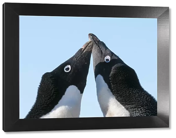 Adelie penguin (Pygoscelis adeliae) courtship behaviour. Prydz Bay, near Davis Station