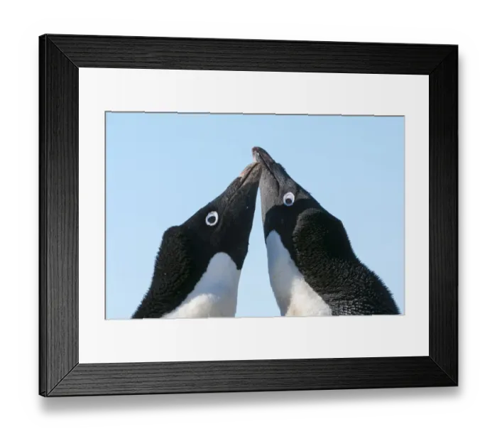 Framed Print : Adelie penguin (Pygoscelis adeliae) courtship behaviour. Prydz Bay, near Davis Station Framed Print : Adelie penguin (Pygoscelis adeliae) courtship behaviour. Prydz Bay, near Davis Station