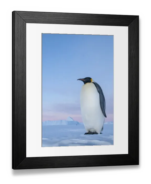Framed Print : Emperor penguin (Aptenodytes forsteri), Amanda Bay, Prydz Bay, Ingrid Christensen Coast Framed Print : Emperor penguin (Aptenodytes forsteri), Amanda Bay, Prydz Bay, Ingrid Christensen Coast