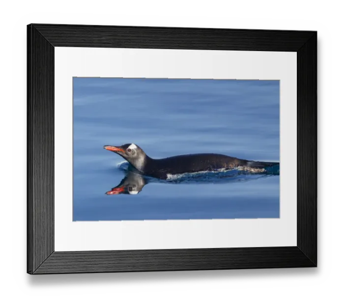 Framed Print : Gentoo penguin (Pygoscelis papua) swimming at surface, Neko Harbour, Antarctic Peninsula Framed Print : Gentoo penguin (Pygoscelis papua) swimming at surface, Neko Harbour, Antarctic Peninsula
