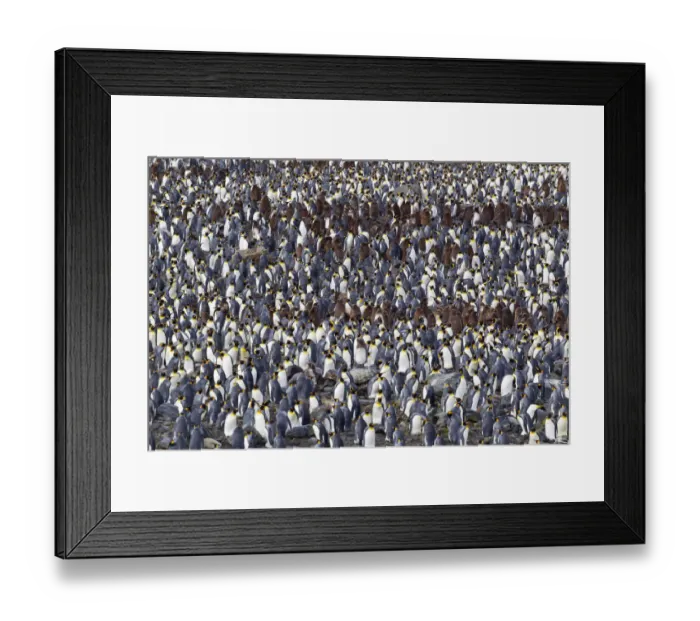 Framed Print : King penguin (Aptenodytes patagonicus) breeding colony including adults and chicks Framed Print : King penguin (Aptenodytes patagonicus) breeding colony including adults and chicks