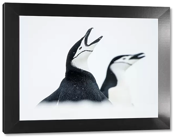 RF - Chinstrap Penguins (Pygoscelis antarcticus) once calling, South Shetland Islands