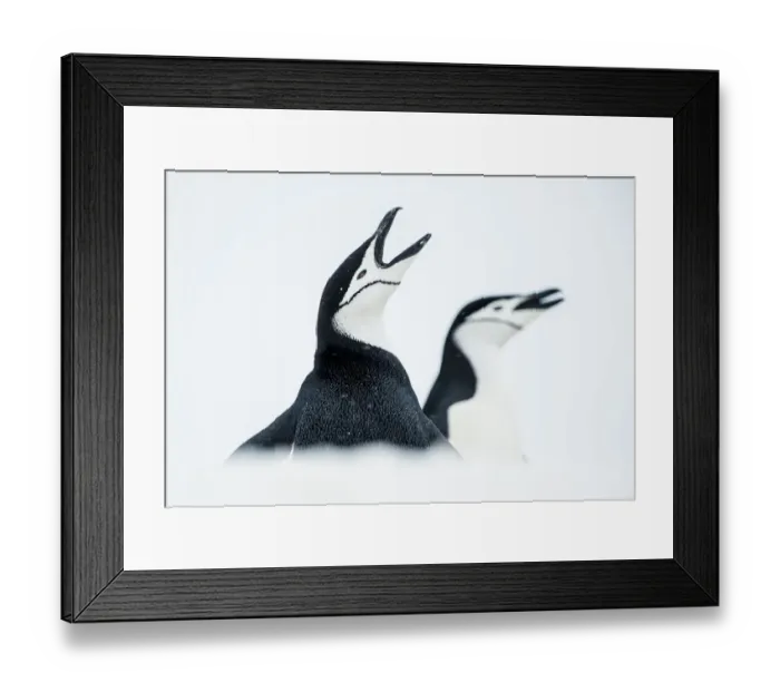 Framed Print : RF - Chinstrap Penguins (Pygoscelis antarcticus) once calling, South Shetland Islands Framed Print : RF - Chinstrap Penguins (Pygoscelis antarcticus) once calling, South Shetland Islands