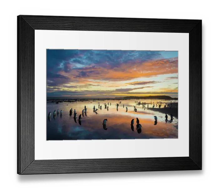 Framed Print : Long-tailed gentoo penguins (Pygoscelis papua) on the beach at sunset, Sea Lion Island, Falkland Islands Framed Print : Long-tailed gentoo penguins (Pygoscelis papua) on the beach at sunset, Sea Lion Island, Falkland Islands