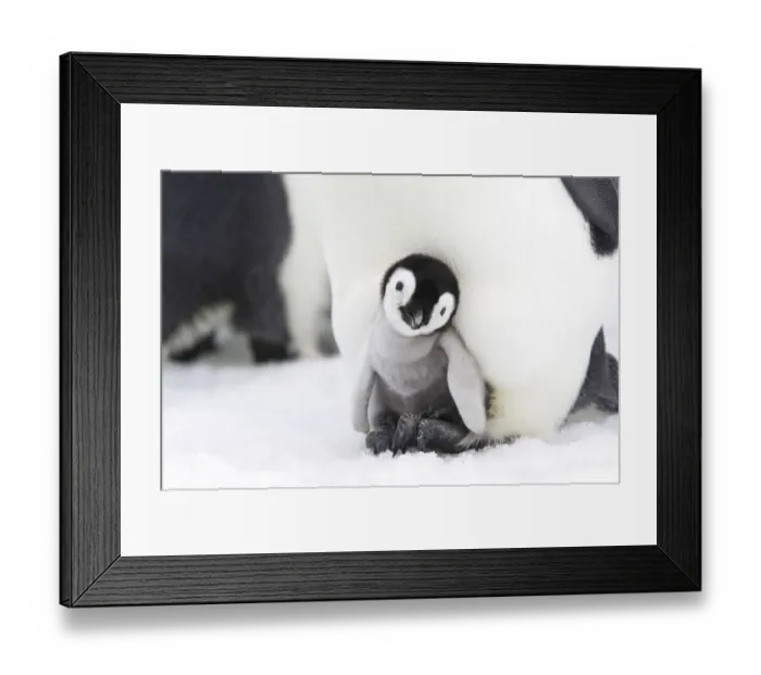 Framed Print : Emperor penguin (Aptenodytes forsteri), chick in brood pouch, Snow Hill Island, Antarctic Framed Print : Emperor penguin (Aptenodytes forsteri), chick in brood pouch, Snow Hill Island, Antarctic