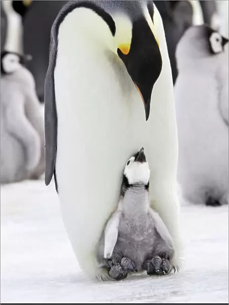 Emperor penguin (Aptenodytes forsteri), chick in brood pouch of parent, Snow Hill Island
