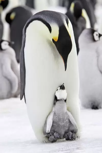 Emperor penguin (Aptenodytes forsteri), chick in brood pouch of parent, Snow Hill Island