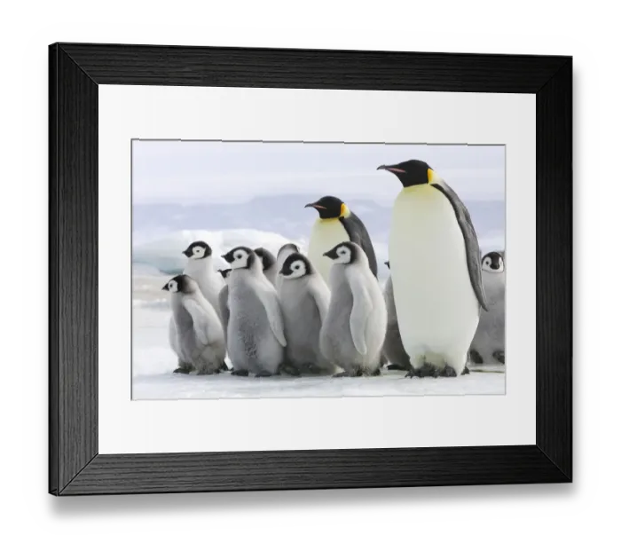 Framed Print : Emperor penguin (Aptenodytes forsteri) chicks on ice, Snow Hill Island, Antarctic Framed Print : Emperor penguin (Aptenodytes forsteri) chicks on ice, Snow Hill Island, Antarctic