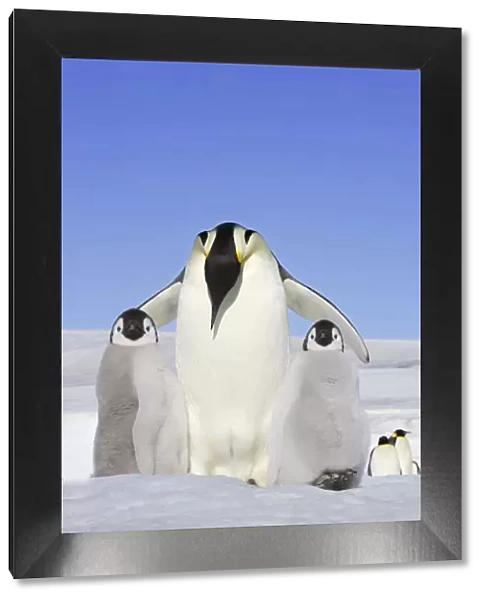 Emperor Penguin (Aptenodytes forsteri), adult with two chicks, Snow Hill Island