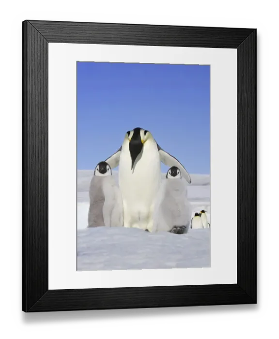 Framed Print : Emperor Penguin (Aptenodytes forsteri), adult with two chicks, Snow Hill Island Framed Print : Emperor Penguin (Aptenodytes forsteri), adult with two chicks, Snow Hill Island