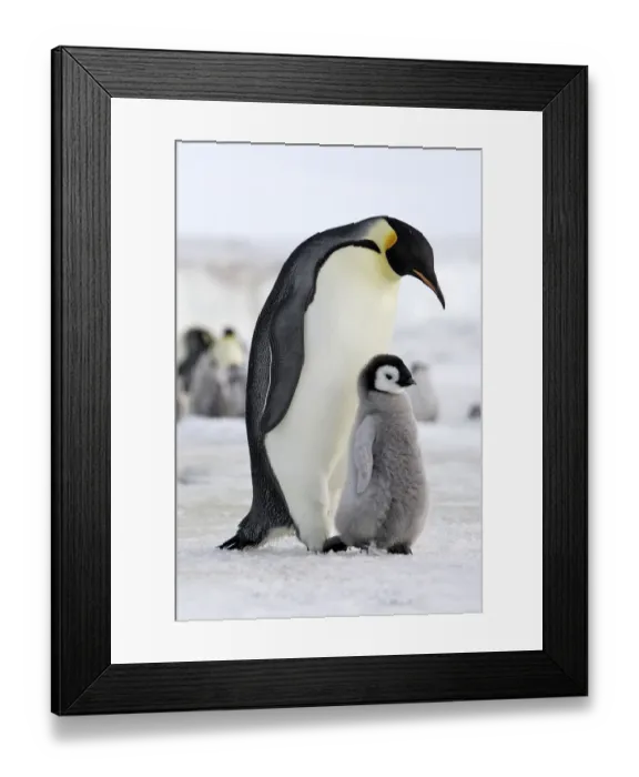 Framed Print : Emperor penguin (Aptenodytes forsteri), adult with chick, Snow Hill Island, Antarctic Framed Print : Emperor penguin (Aptenodytes forsteri), adult with chick, Snow Hill Island, Antarctic