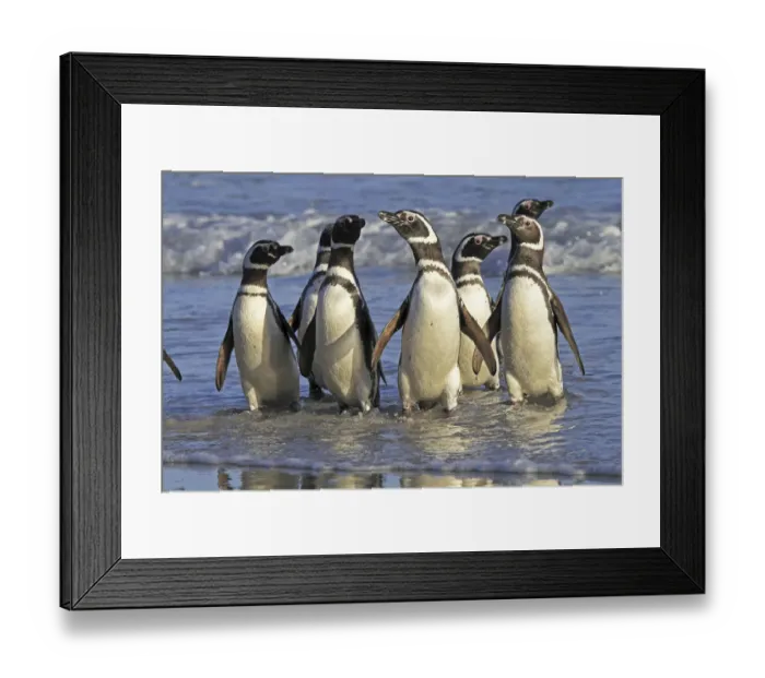 Framed Print : Magellanic penguin (Spheniscus magellanicus), adults coming back from the sea, Saunders Island