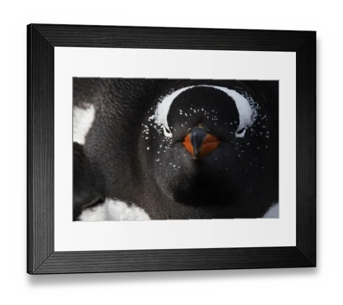 Framed Print : Gentoo penguin (Pygoscelis papua) sleeping in the nest, Sea Lion Island, Falkland Islands Framed Print : Gentoo penguin (Pygoscelis papua) sleeping in the nest, Sea Lion Island, Falkland Islands