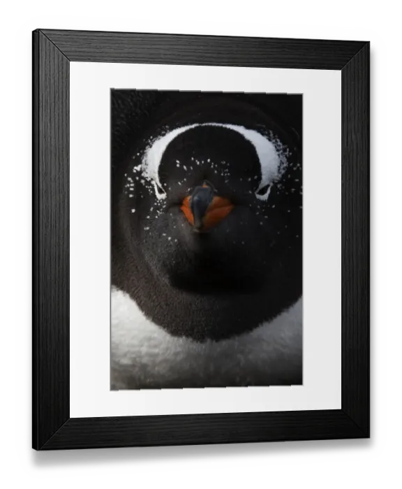 Framed Print : Gentoo penguin (Pygoscelis papua) resting on nest, Sea Lion Island, Falkland Islands Framed Print : Gentoo penguin (Pygoscelis papua) resting on nest, Sea Lion Island, Falkland Islands