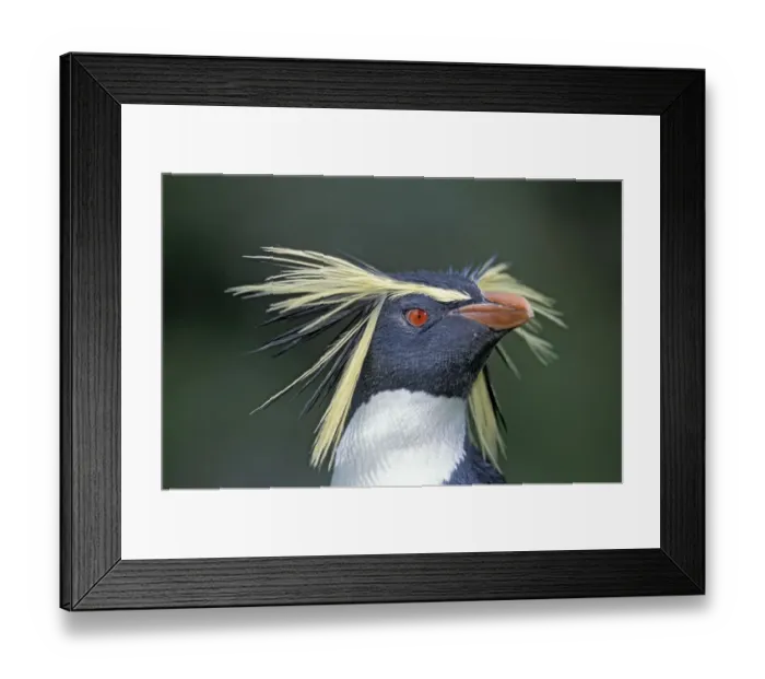Framed Print : Northern rockhopper penguin (Eudyptes moseleyi) portrait, Gough Island, Gough Framed Print : Northern rockhopper penguin (Eudyptes moseleyi) portrait, Gough Island, Gough