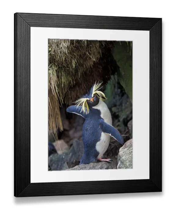 Framed Print : Northern Rockhopper Penguin (Eudyptes moseleyi) Gough and Inaccessible Islands UNESCO
