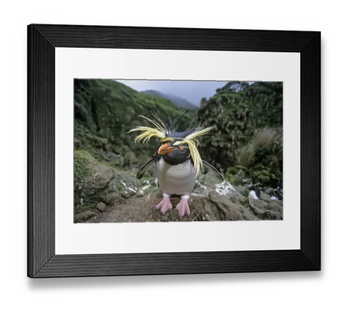 Framed Print : Northern Rockhopper Penguin (Eudyptes moseleyi) in windswept nesting colony. Gough Island Framed Print : Northern Rockhopper Penguin (Eudyptes moseleyi) in windswept nesting colony. Gough Island