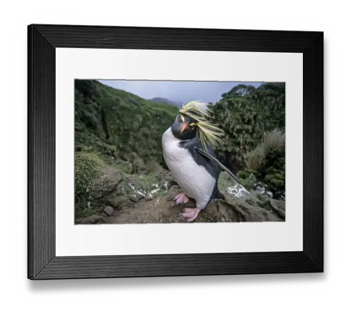 Framed Print : Northern Rockhopper Penguin (Eudyptes moseleyi) in windswept nesting colony. Gough Island Framed Print : Northern Rockhopper Penguin (Eudyptes moseleyi) in windswept nesting colony. Gough Island