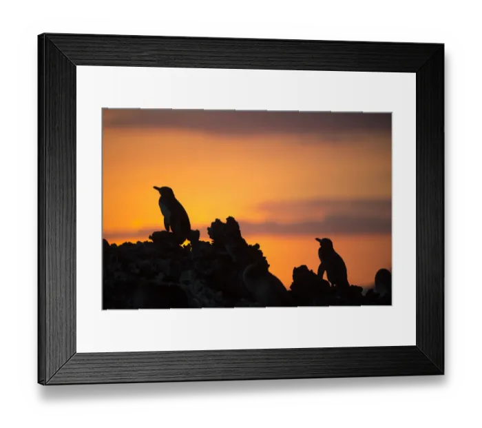 Framed Print : Galapagos penguin (Spheniscus mendiculus) silhouetted at sunset, Elizabeth Bay, Isabela Island Framed Print : Galapagos penguin (Spheniscus mendiculus) silhouetted at sunset, Elizabeth Bay, Isabela Island