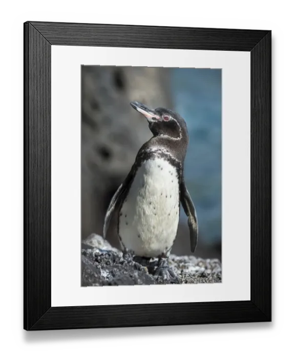 Framed Print : Galapagos penguin (Spheniscus mendiculus) Caleta Iguana, Isabela Island, Galapagos Framed Print : Galapagos penguin (Spheniscus mendiculus) Caleta Iguana, Isabela Island, Galapagos