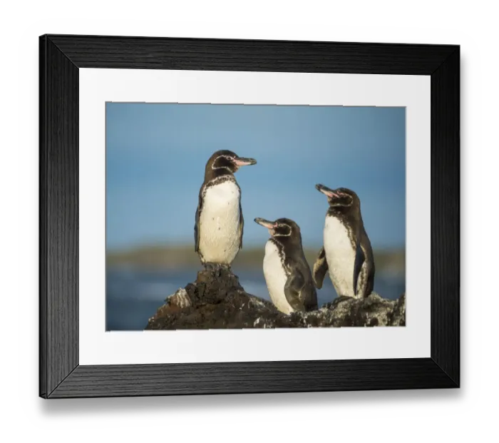Framed Print : Galapagos penguin (Spheniscus mendiculus) Isla Tortuga, Isabela Island, Galapagos Framed Print : Galapagos penguin (Spheniscus mendiculus) Isla Tortuga, Isabela Island, Galapagos