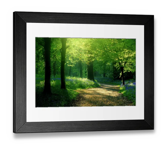 Framed Print : Track leading through Lanhydrock beech woodland with bluebells in spring, Cornwall. UK Framed Print : Track leading through Lanhydrock beech woodland with bluebells in spring, Cornwall. UK