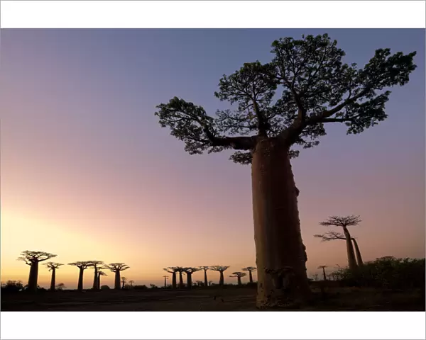Boabab trees {Adansonia grandidieri} silhouetted at sunset. Morondava, Madagascar