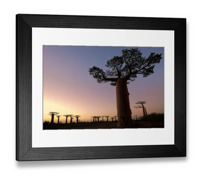 Framed Print : Boabab trees {Adansonia grandidieri} silhouetted at sunset. Morondava, Madagascar Framed Print : Boabab trees {Adansonia grandidieri} silhouetted at sunset. Morondava, Madagascar