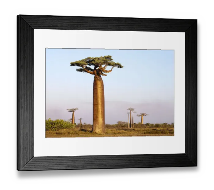 Framed Print : Boabab trees {Adansonia grandidieri} in evening light