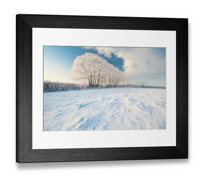Framed Print : Row of trees, after hoar frost, early morning light, nr Bradworthy, Devon, Uk. December 2010 Framed Print : Row of trees, after hoar frost, early morning light, nr Bradworthy, Devon, Uk. December 2010