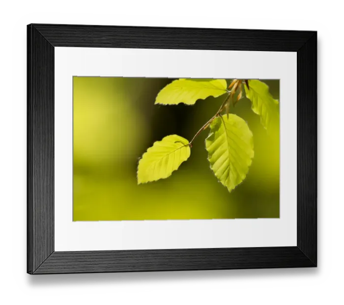 Framed Print : Beech leaves (Fagus sylvatica) in dappled light in woodland, National Forest, Midlands Framed Print : Beech leaves (Fagus sylvatica) in dappled light in woodland, National Forest, Midlands