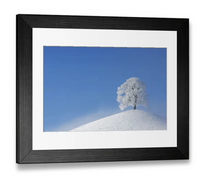 Framed Print : Linden tree (Tilia sp. ) with heavy frost on small hill. Switzerland, Europe, December Framed Print : Linden tree (Tilia sp. ) with heavy frost on small hill. Switzerland, Europe, December