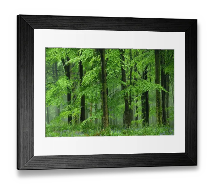 Framed Print : Beech trees (Fagus sylvatica) in heavy rain. Dorset, UK, May 2011 Framed Print : Beech trees (Fagus sylvatica) in heavy rain. Dorset, UK, May 2011